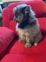 Blue merle boy, a male Pomeranian for sale in Mc Veytown, PA – 2 of 10