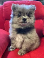Blue merle boy, a male Pomeranian for sale in Mc Veytown, PA – 9 of 10