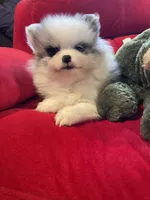 Blue eyed blue merle girl, a female Pomeranian for sale in Mc Veytown, PA – 5 of 8