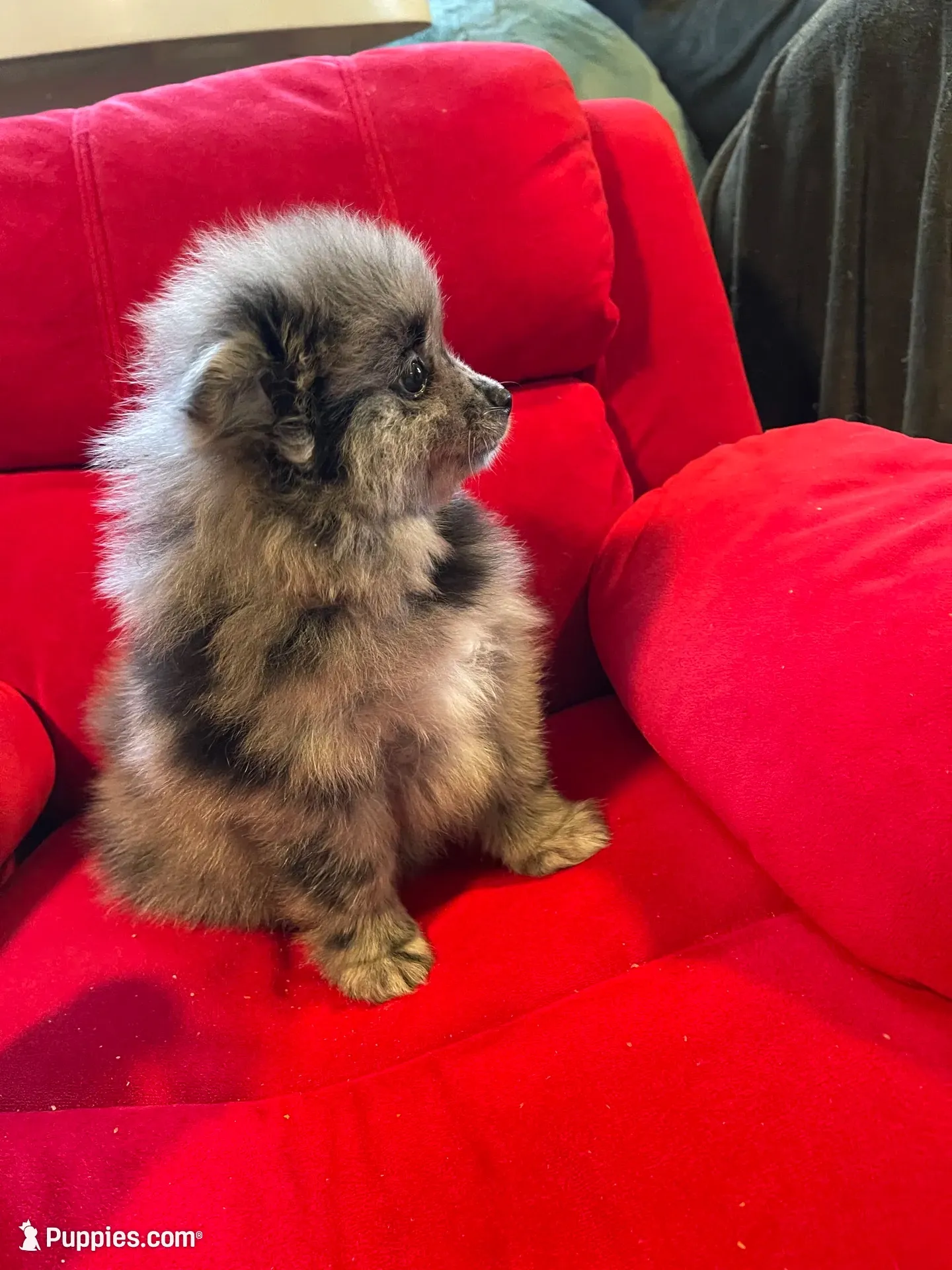 Blue merle boy, a male Pomeranian for sale in Mc Veytown, PA – 1 of 10