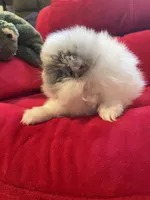 Blue eyed blue merle girl, a female Pomeranian for sale in Mc Veytown, PA – 4 of 8