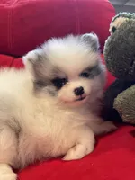 Blue eyed blue merle girl, a female Pomeranian for sale in Mc Veytown, PA – 8 of 8