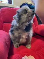 Blue merle boy, a male Pomeranian for sale in Mc Veytown, PA – 6 of 10