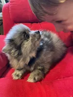 Blue merle boy, a male Pomeranian for sale in Mc Veytown, PA – 10 of 10