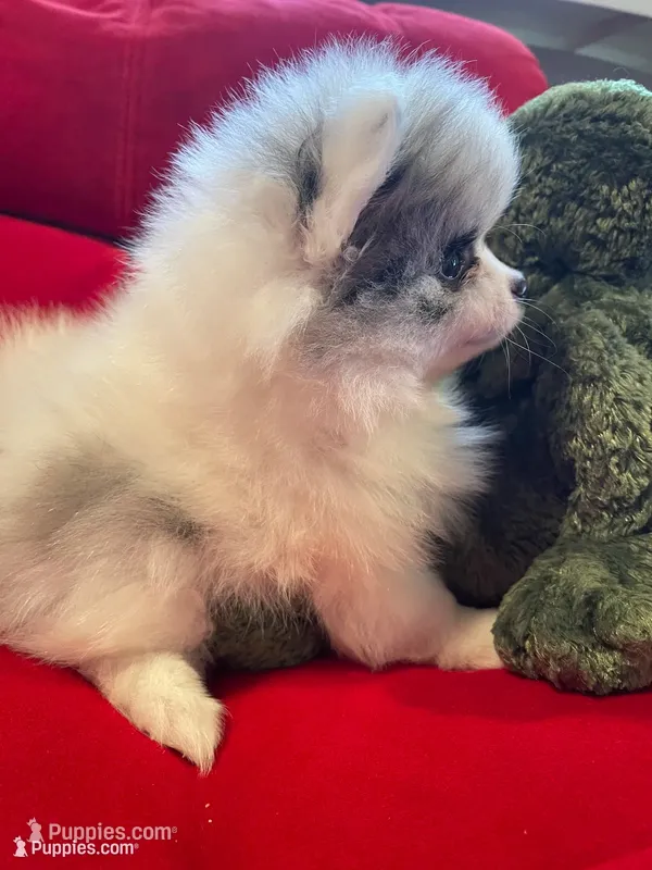 Blue eyed blue merle girl – Pomeranian puppy for sale in Mc Veytown, PA