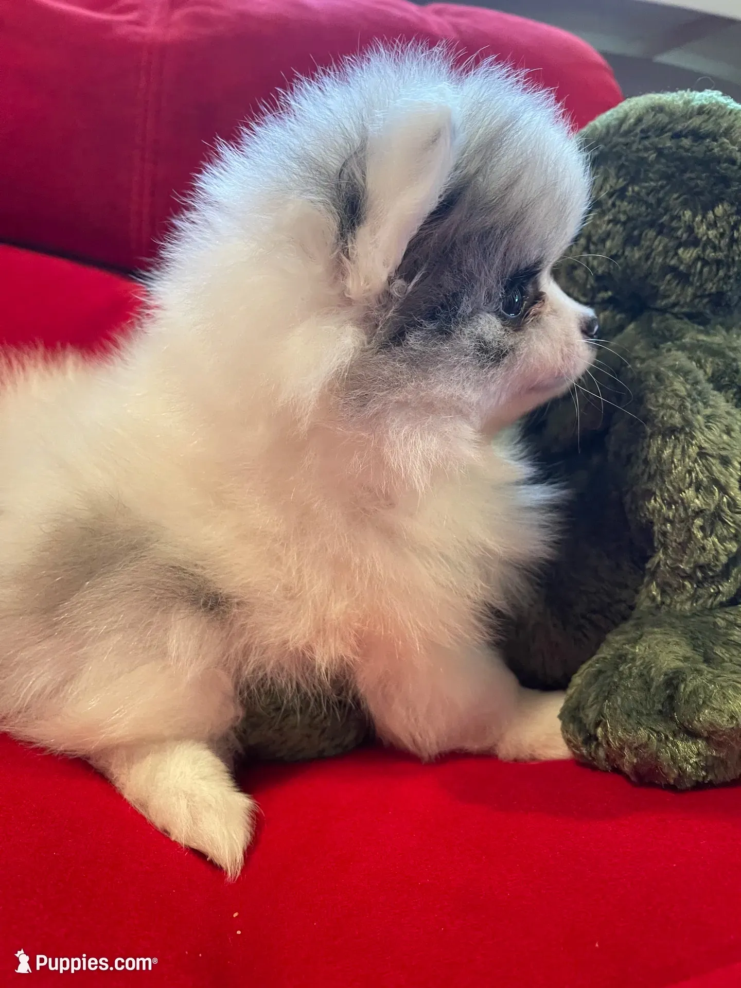 Blue eyed blue merle girl, a female Pomeranian for sale in Mc Veytown, PA – 1 of 8