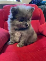 Blue merle boy, a male Pomeranian for sale in Mc Veytown, PA – 5 of 10