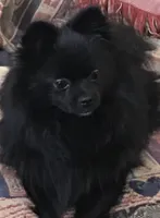 Sadie, a female Pomeranian for sale in Mc Veytown, PA – 5 of 10