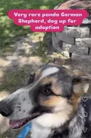 Maggie, a female German Shepherd Dog for sale in Huntsville, OH – 2 of 3
