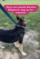 Maggie, a female German Shepherd Dog for sale in Huntsville, OH – 3 of 3