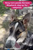 Maggie, a female German Shepherd Dog for sale in Huntsville, OH – 1 of 3