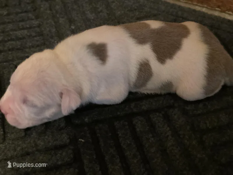 Diego  – American Bully puppy for sale in Emporia, VA