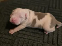 Diego , a male American Bully for sale in Emporia, VA – Photo 2 of 3