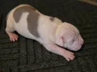 Diego , a male American Bully for sale in Emporia, VA – Photo 3 of 3