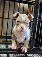 Compound, a male American Bully for sale in Emporia, VA – Photo 1 of 4