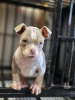 Compound, a male American Bully for sale in Emporia, VA – Photo 4 of 4