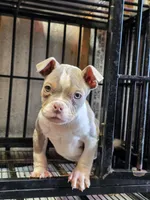 Compound, a male American Bully for sale in Emporia, VA – Photo 3 of 4