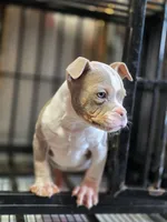 Compound, a male American Bully for sale in Emporia, VA – Photo 2 of 4