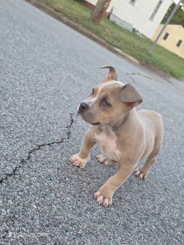 Ssvb Angela – American Bully puppy for sale in Emporia, VA