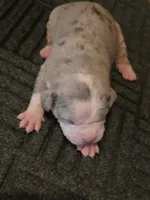 Hannah , a female American Bully for sale in Emporia, VA – Photo 2 of 3