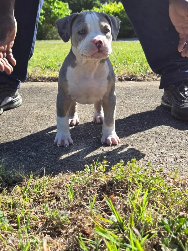 Hannah  – American Bully puppy for sale in Emporia, VA
