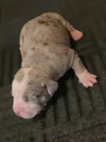 Hannah , a female American Bully for sale in Emporia, VA – Photo 3 of 3