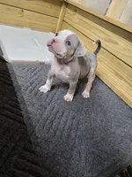 Hannah , a female American Bully for sale in Emporia, VA – Photo 2 of 5