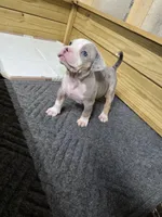 Hannah , a female American Bully for sale in Emporia, VA – Photo 1 of 5