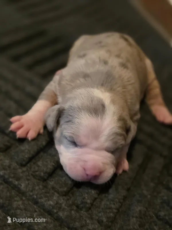 Hannah  – American Bully puppy for sale in Emporia, VA