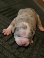 Hannah , a female American Bully for sale in Emporia, VA – Photo 1 of 3
