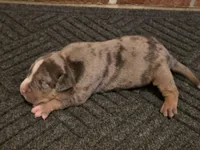 Leviticus , a male American Bully for sale in Emporia, VA – Photo 2 of 2