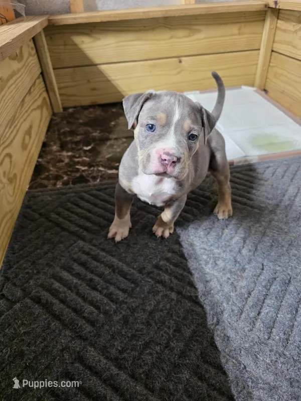 Leviticus  – American Bully puppy for sale in Emporia, VA