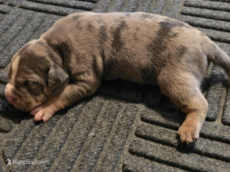 Leviticus  – American Bully puppy for sale in Emporia, VA