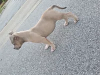 Ssvb Angela, a female American Bully for sale in Emporia, VA – 3 of 6