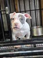 Landlord, a male American Bully for sale in Emporia, VA – Photo 2 of 6