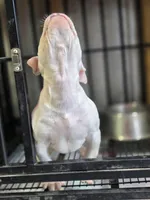 Landlord, a male American Bully for sale in Emporia, VA – Photo 5 of 6