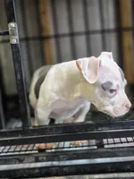 Landlord, a male American Bully for sale in Emporia, VA – Photo 3 of 6