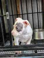 Landlord, a male American Bully for sale in Emporia, VA – Photo 4 of 6