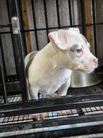 Landlord, a male American Bully for sale in Emporia, VA – Photo 6 of 6