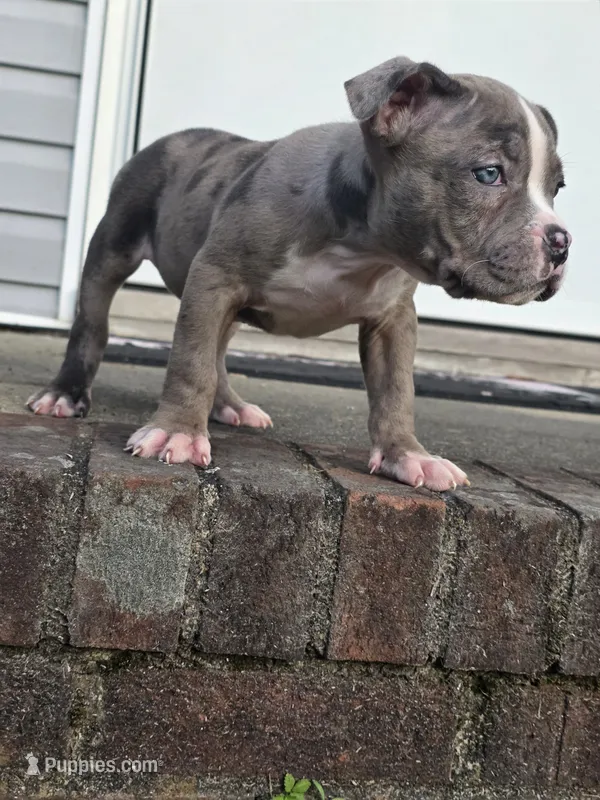 Skylar  – American Bully puppy for sale in Emporia, VA