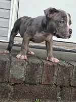 Skylar , a female American Bully for sale in Emporia, VA – 1 of 3