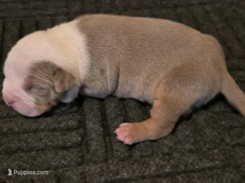 Soulja Boy  – American Bully puppy for sale in Emporia, VA