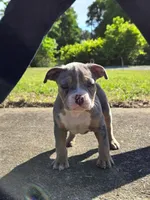 Abigail , a female American Bully for sale in Emporia, VA – 2 of 8