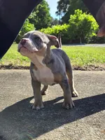 Abigail , a female American Bully for sale in Emporia, VA – 1 of 8