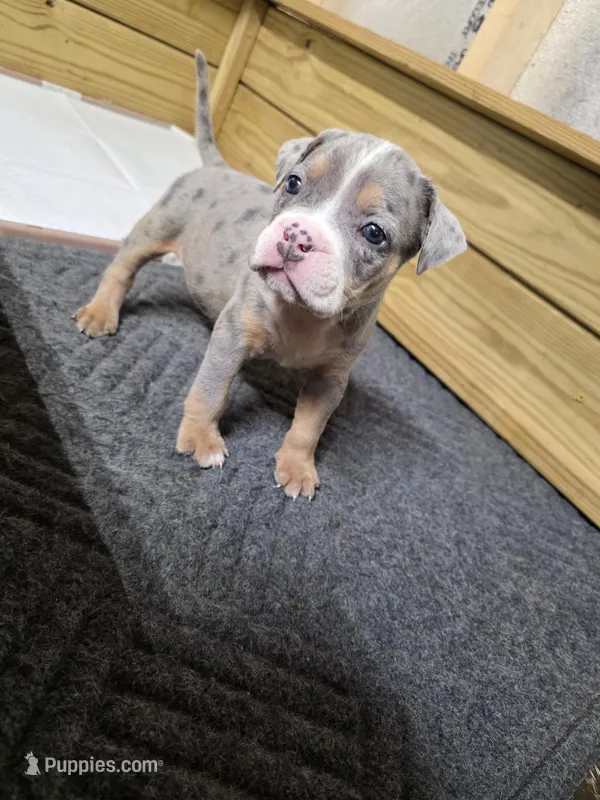 Abigail  – American Bully puppy for sale in Emporia, VA