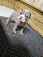 Abigail , a female American Bully for sale in Emporia, VA – Photo 1 of 5