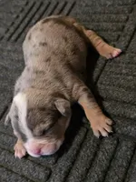 Abigail , a female American Bully for sale in Emporia, VA – Photo 3 of 3