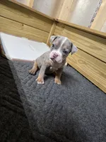 Abigail , a female American Bully for sale in Emporia, VA – Photo 2 of 5