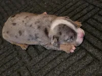 Abigail , a female American Bully for sale in Emporia, VA – Photo 2 of 3