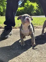 Abigail , a female American Bully for sale in Emporia, VA – 3 of 8